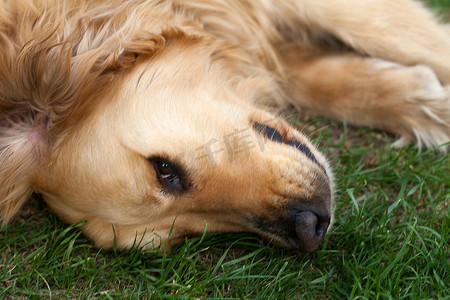 饲养员摄影照片_美丽的金毛猎犬的肖像