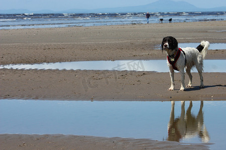 沙滩上可爱的工作型英国史宾格犬宠物猎犬