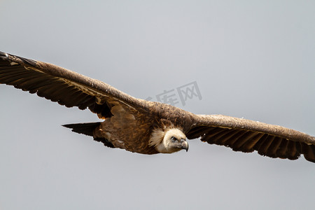 格里芬秃鹰，（Gyps fulvus）