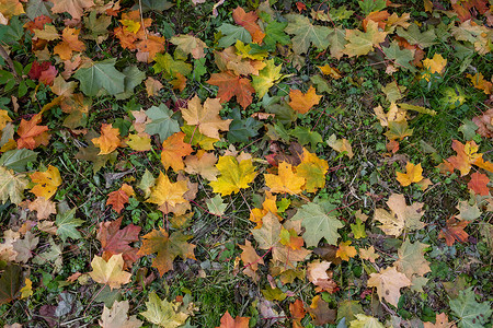 “黄色、橙色和红色的九月秋枫叶在美丽的秋天公园地上”