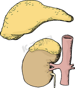 孤立的肾上腺