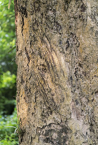 虎爪摄影照片_虎爪在树上划痕作为领土边界标记