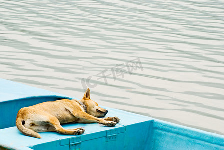 放松的狗在船上度假