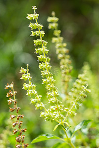 花园中枯萎、绿色、新鲜的罗勒花（Ocimum basilicum），特写和微距拍摄，抽象模糊背景