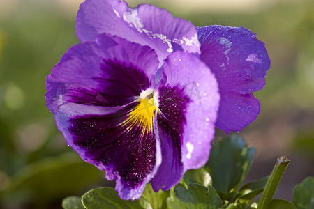紫色三色堇花摄影照片_关闭照片三色堇花