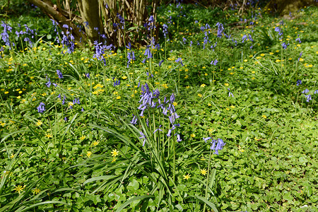 春天的花朵-林地中的蓝铃花和白屈菜