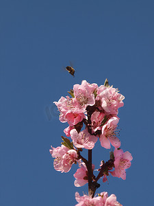 桃树开花摄影照片_桃树开花