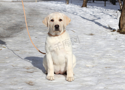 雪地上的黄色拉布拉多小狗