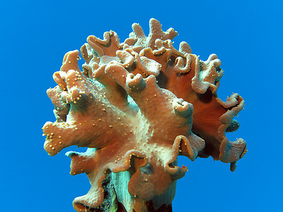 珊瑚礁与软珊瑚隔离在蓝色的水背景