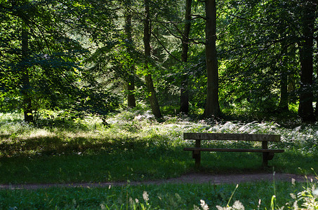 树木繁茂的公园里空荡荡的公园长椅