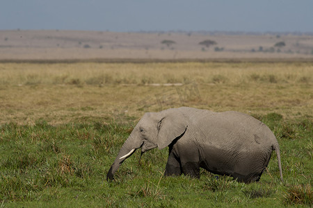 大耳朵图摄影照片_在大草原吃草的大象
