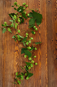小木桌摄影照片_在一张木桌上的啤酒花植物