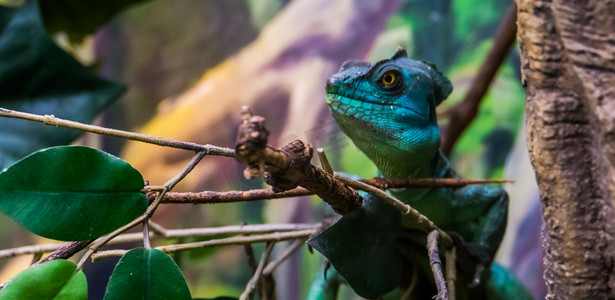 双金币摄影照片_绿色羽状蜥蜴，它的脸在特写镜头中，来自美国的热带爬行动物
