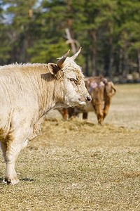 金发阿基坦牛的画像在秋田的草地上。