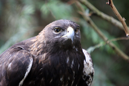 “金鹰。照片拍摄于华盛顿州西北迷航野生动物园。”