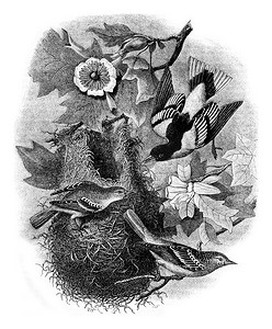 鸟筑巢摄影照片_巴尔的摩黄莺在郁金香树鹅掌楸上筑巢，W