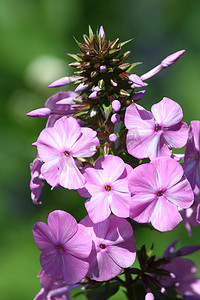 福禄考 (Phlox)