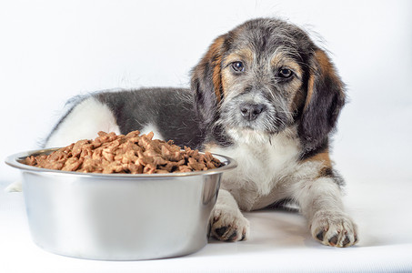 沮丧动物摄影照片_毛茸茸的杂种小狗和一碗干粮