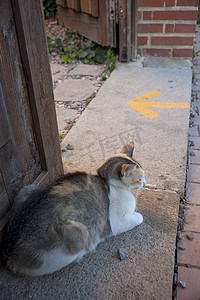 门旁边的一只猫