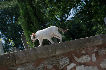 天猫红底摄影照片_镇街上的家猫
