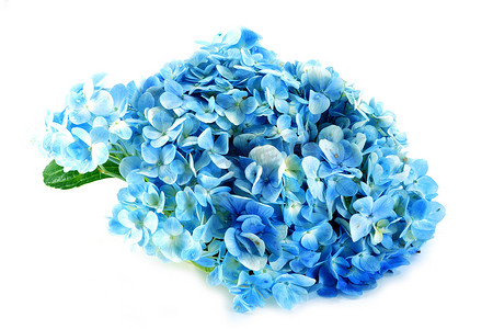 在白色隔绝的蓝色八仙花属花。