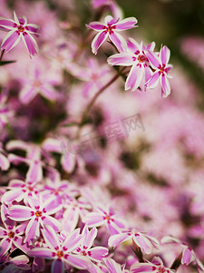 紫花风铃摄影照片_碧桂园里开着紫白色的花。
