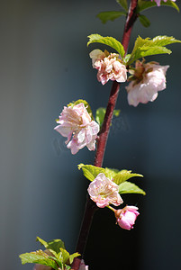粉色的樱花树摄影照片_盛开的樱花树