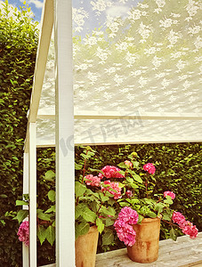 盛开栀子花的夏日阳台