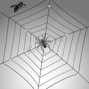 蜘蛛飞和 web