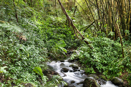 雨林中的小溪流
