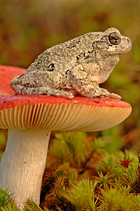 灰树蛙（Hyla versicolor）