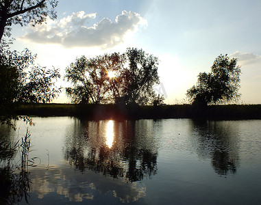 河岸树后的夕阳