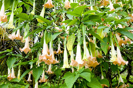 “天使的小号 (Brugmansia Versicolor)，格林纳达”