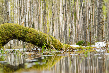 爱沙尼亚早春松林沼泽，开阔水域和雪