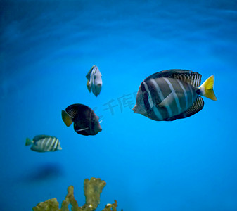 御座摄影照片_金线蝶鱼和珊瑚礁