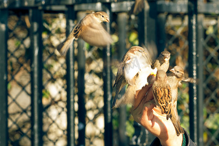 麻雀从人手上吃东西，翅膀运动模糊