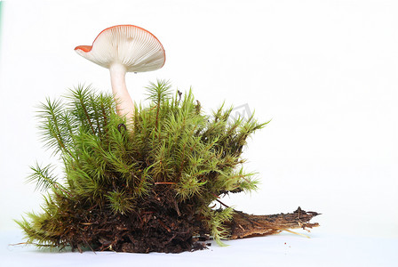 发光苔藓摄影照片_白色上孤立的蘑菇，上面有绿色的苔藓，迷人的童话蘑菇