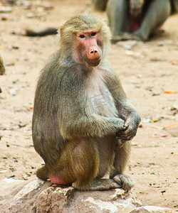 不寒而栗摄影照片_狒狒 猴子 令人不寒而栗