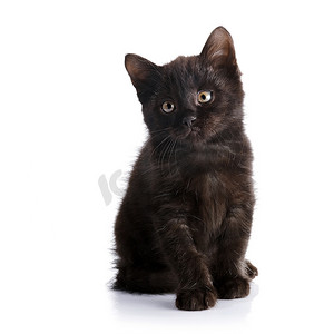 小黑猫摄影照片_小黑猫。