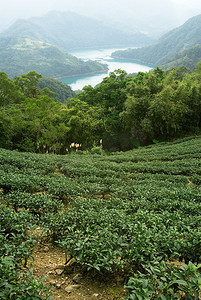 绿色新鲜茶叶