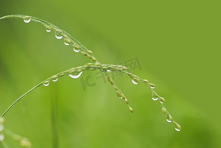 草地水滴摄影照片_雨后的草地
