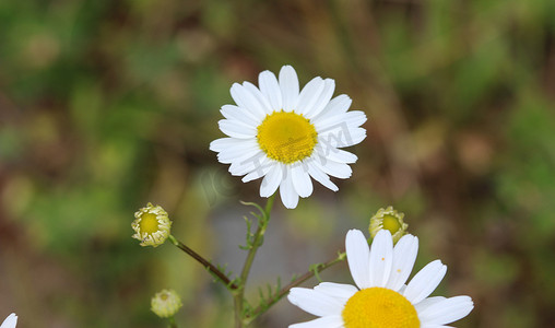 野百合摄影照片_Leucanthemum vulgare，俗称牛眼菊、牛眼菊、犬菊花