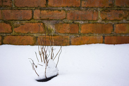 被雪覆盖的干植物