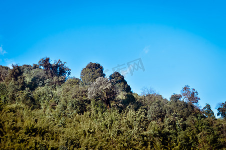 森林喜马拉雅山坡的风景景观在低洼云与常绿针叶树。