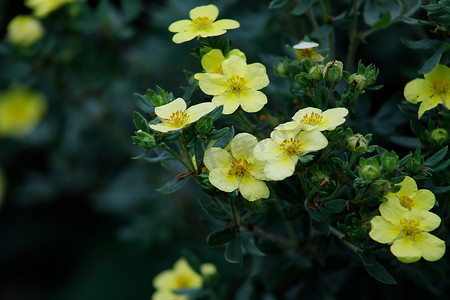 装饰小花黄色摄影照片_秋天花园里的黄色小花