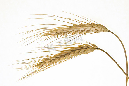 在白色的小麦麦片