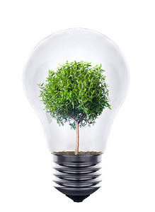 “绿色生态能源概念，植物在灯泡内生长”