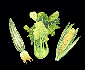 “一套新鲜的绿色蔬菜隔离在黑色背景上。西葫芦，卷心菜大头菜，带叶的玉米芯。手绘水彩插图。现实主义艺术。植物绘画。”