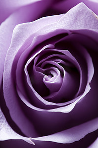 闻香水摄影照片_刚刚打开带有侧向照明的紫色玫瑰特写