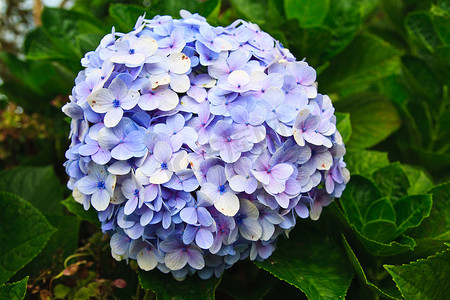紫蓝色摄影照片_紫蓝色绣球花